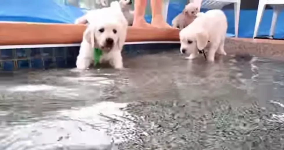 Let These Adorable Pups Brighten Your Day [VIDEO]