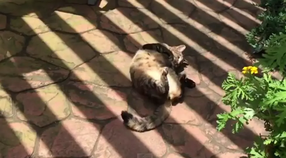 My Cat, Tammy, Loves to Roll Around Outside [VIDEO]