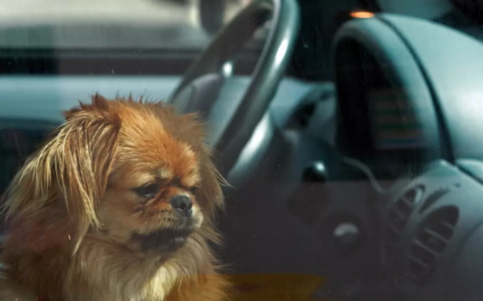 New Tennessee Law Lets the Public Save Trapped Pets in Hot Cars