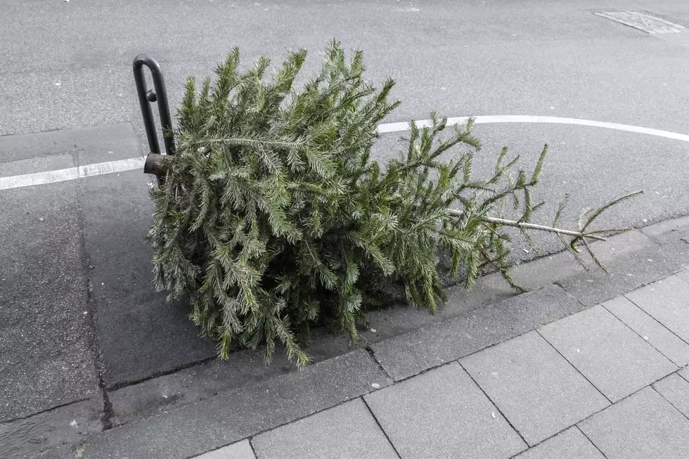 It’s Time to Recycle Your Christmas Tree