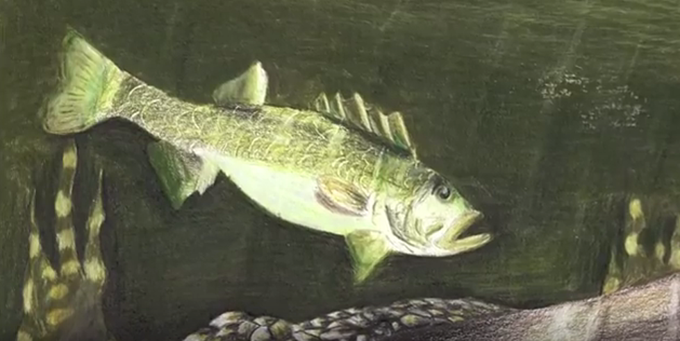 Texas-State Fish Art Contest Now Accepting Entries