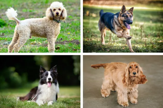 What Type Of Dog Would The Mix 93-1 Air Personalities Be If They Were Dogs?