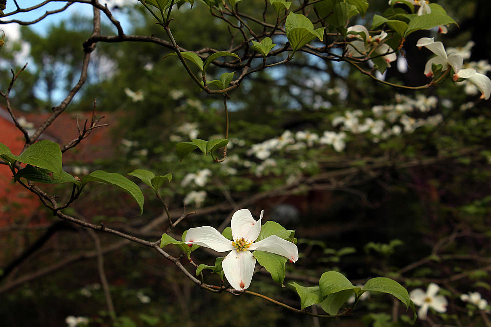 Texas’ Largest Recorded Flowering Dogwood is found in Daingerfield