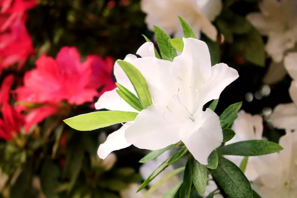 The Beautiful Azalea Run Returns to Tyler, TX This Saturday