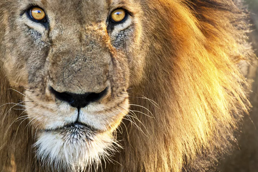 Can You Imagine Living with a Pet Lion?