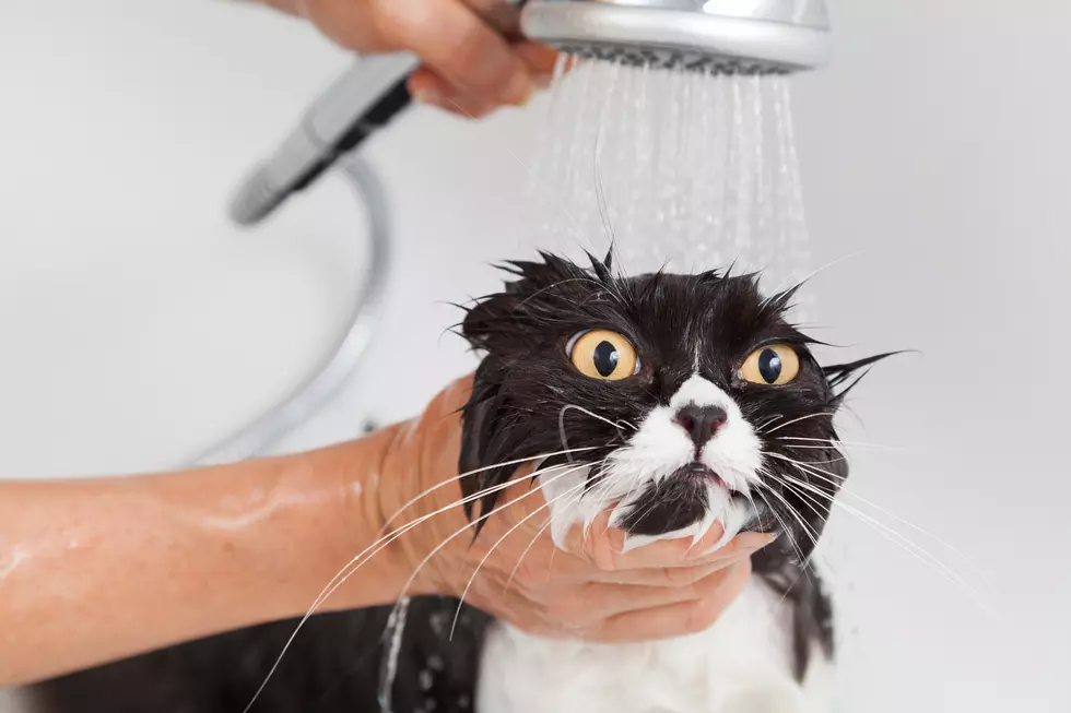 I Take My Cat In The Shower – Does That Make Me Crazy? [AUDIO]