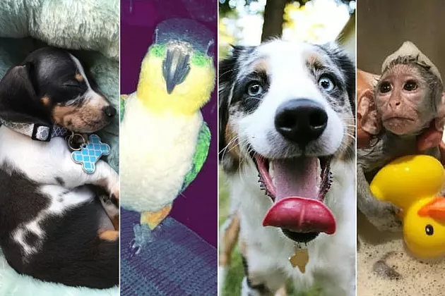 Vote Now For The Mix 93-1 Cutest Critter In East Texas [CONTEST]