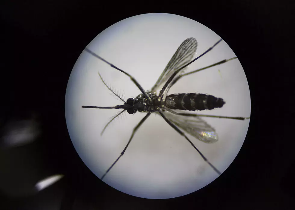 Bugged By Mosquitoes? We May Know Why