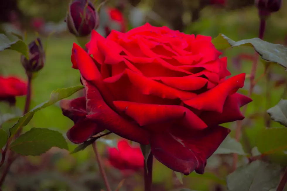 Tyler Rose Garden Designated as ‘Great Public Space’ in Texas