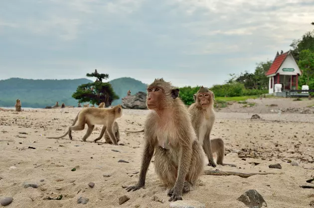 Are There Monkey&#8217;s On The Beach In Punta Cana, Dominican Republic?