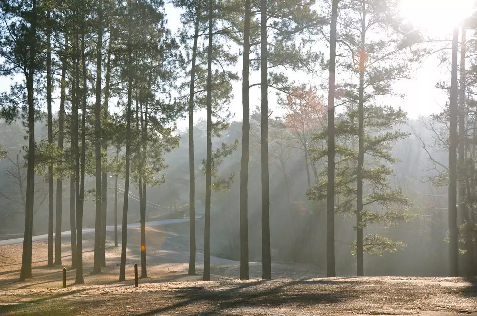 Annual Arbor Day Tree Planting Celebration Set for Jan. 21