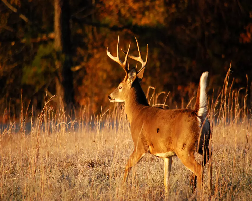 2016 Texas Parks & Wildlife Deer Hunting Forecast