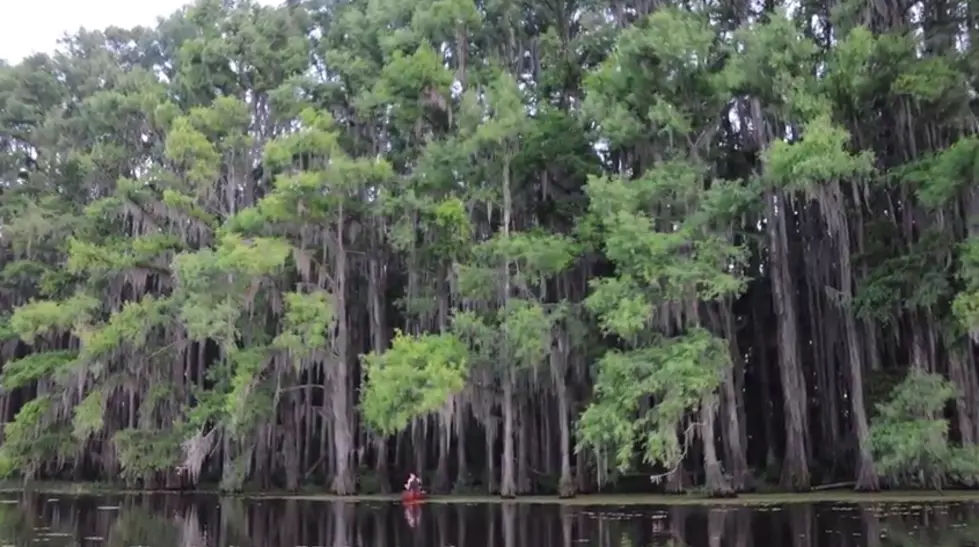Caddo Lake Is Home To One Of The Largest Forests In The U.S.