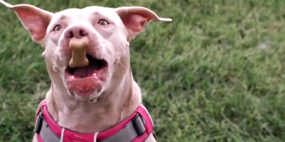 Proof That Dog&#8217;s Love Treats (Like We Really Need Proof Right?)! [VIDEO]