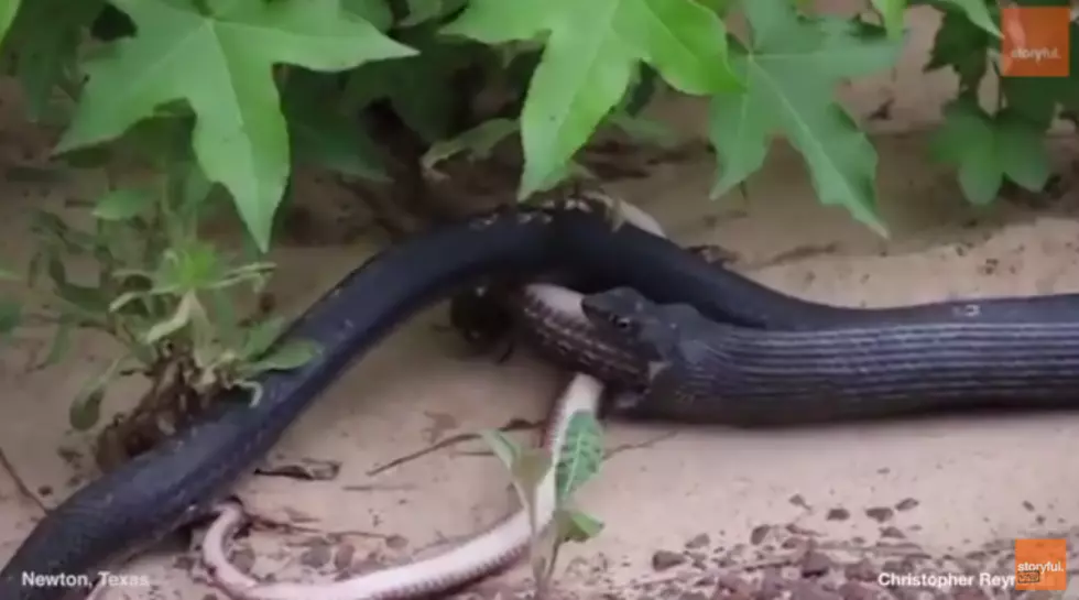 East Texas Snake Regurgitating Another Snake Is The Grossest Video Of The Day [VIDEO]