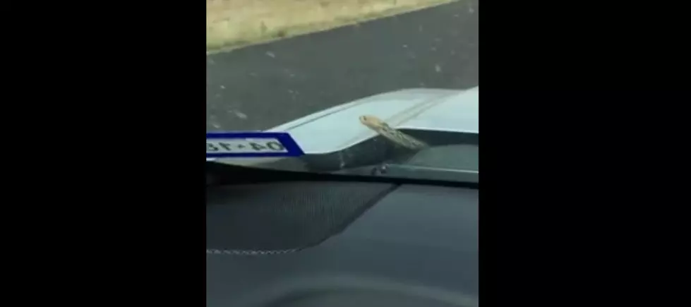 Snake On A Truck Goes For A Ride [VIDEO]