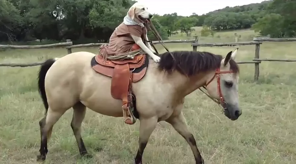 This Texas Dog Rides Horseback Just Like A Human [VIDEO]