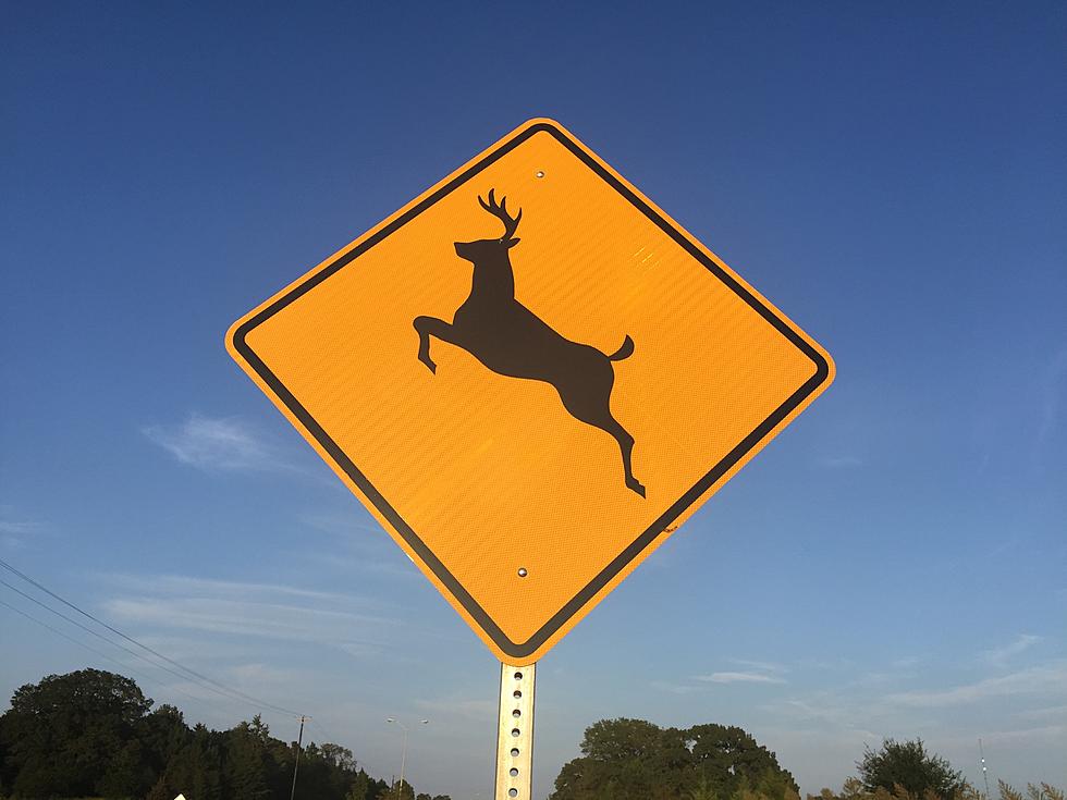 The Odds Of You Hitting A Deer This Year Are...