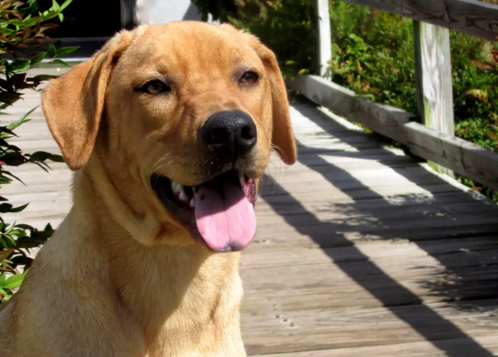 Meet Duke &#8212; Pet of the Week