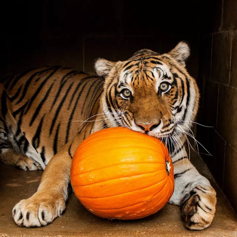 Have a Happy Prowl-O-Ween This Saturday at Tiger Creek