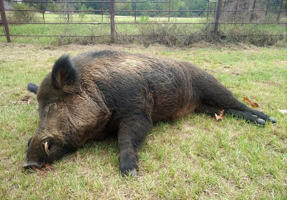 400 Pound Feral Hog Killed In Gregg County
