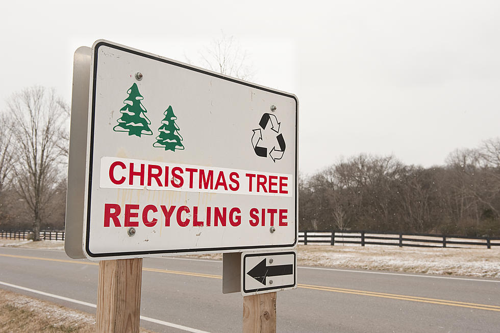 Recycle Your Christmas Tree – Turn It Into A Fish Habitat
