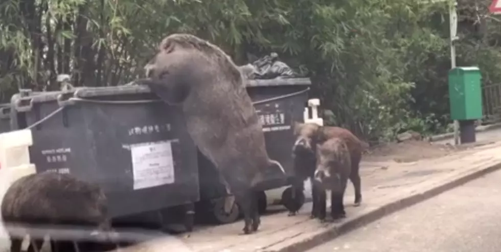 Giant Feral Boar Stands Up And Sticks Head In Garbage Dumpster