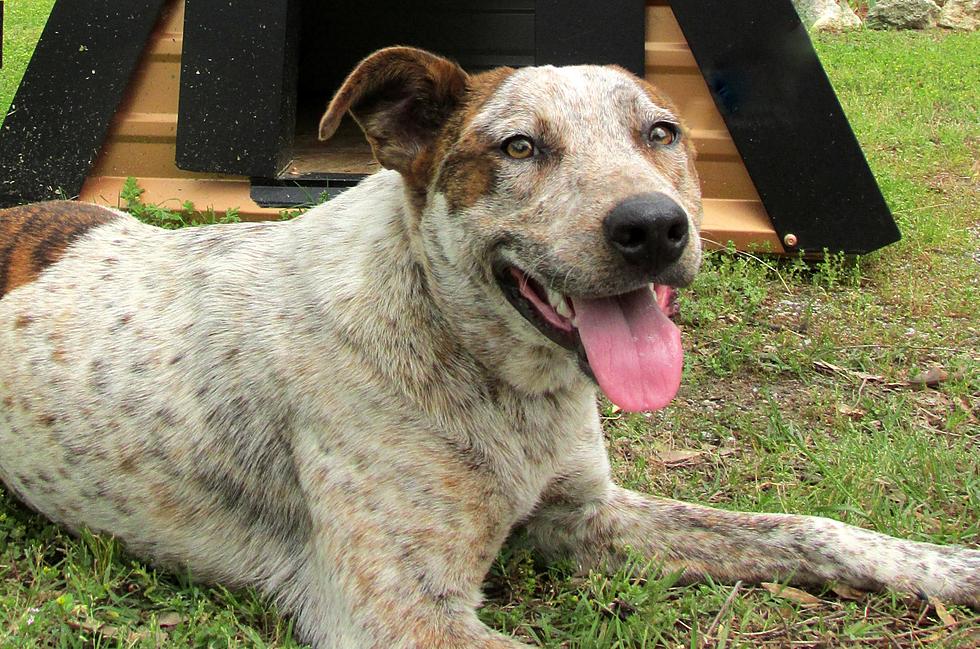Australian Cattle Dog Available for Adoption -- Meet Tucker