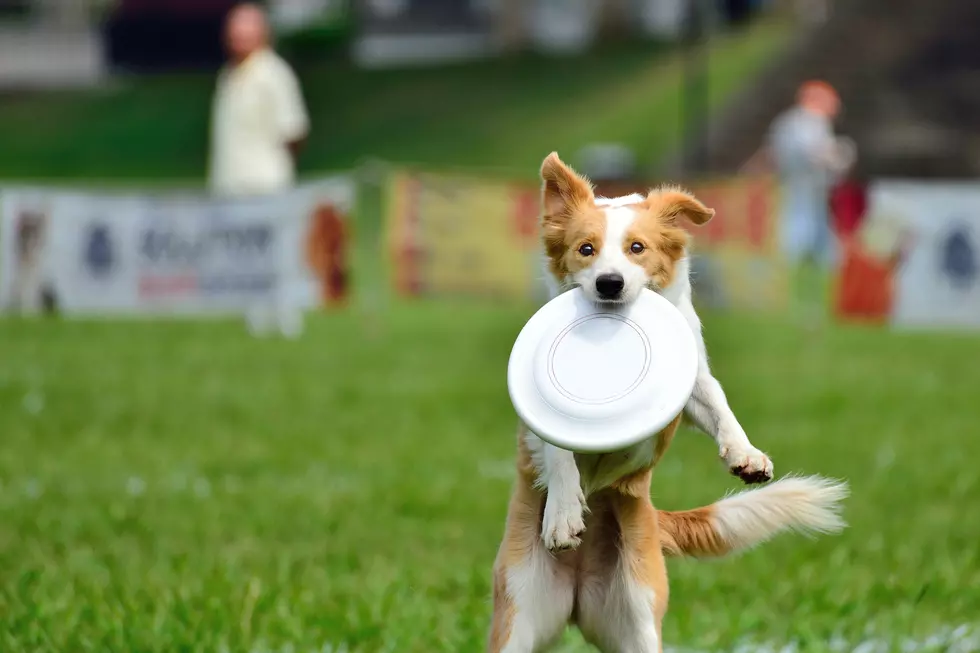 2018 Tyler Frisbee Dog and Disc Golf Championship Comes to Tyler