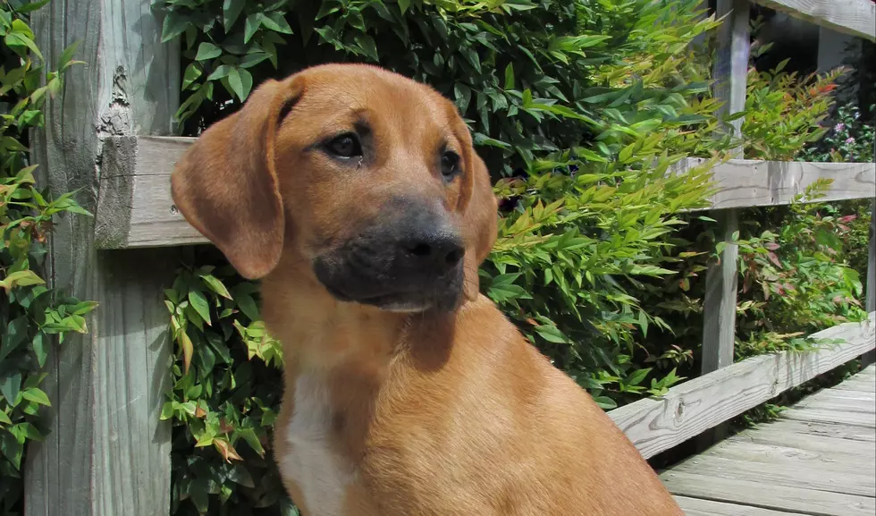 Ain't Nothin' But a Hound Dog, Meet Daisy -- Pet of the Week