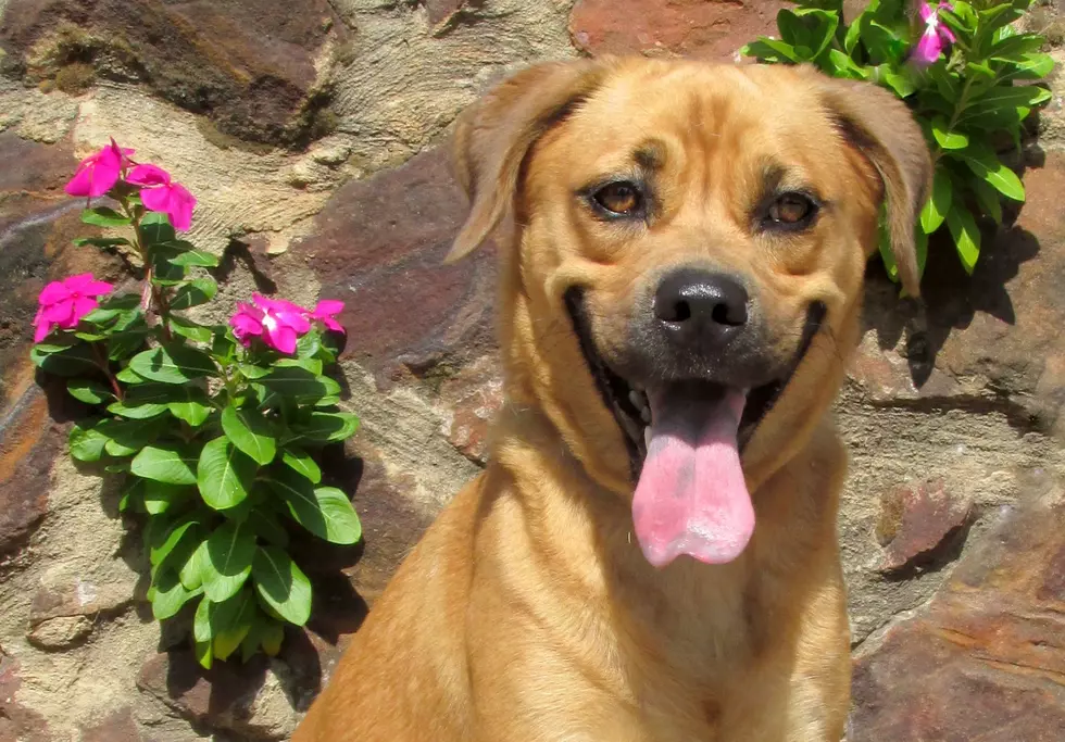 Meet Maddie &#8212; Pet of the Week