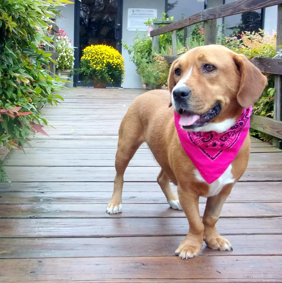 Lolly the Basset Hound Mix Likes to Walk