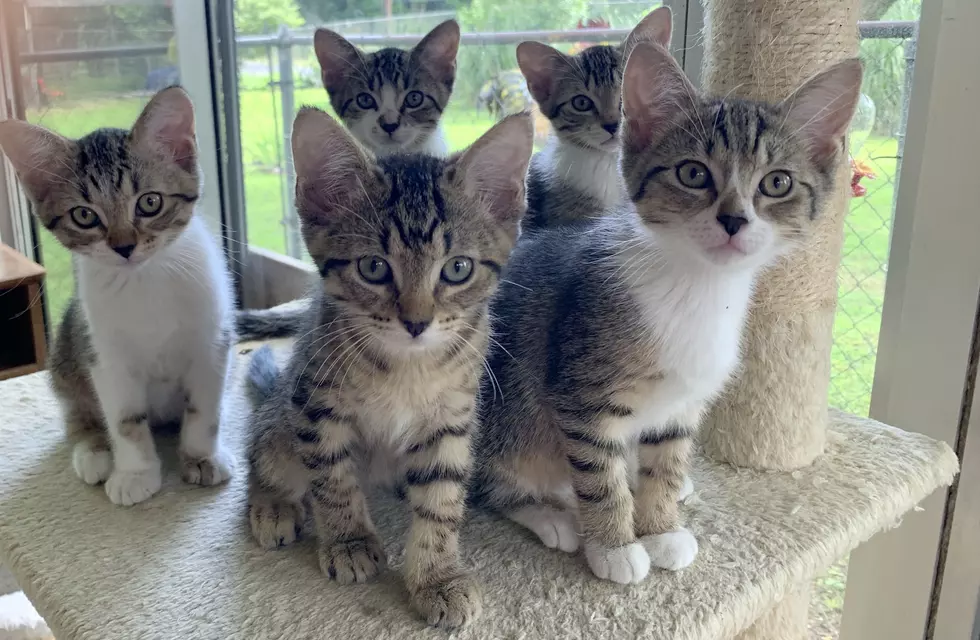 Kittens are the Focus in June at Pets Fur People