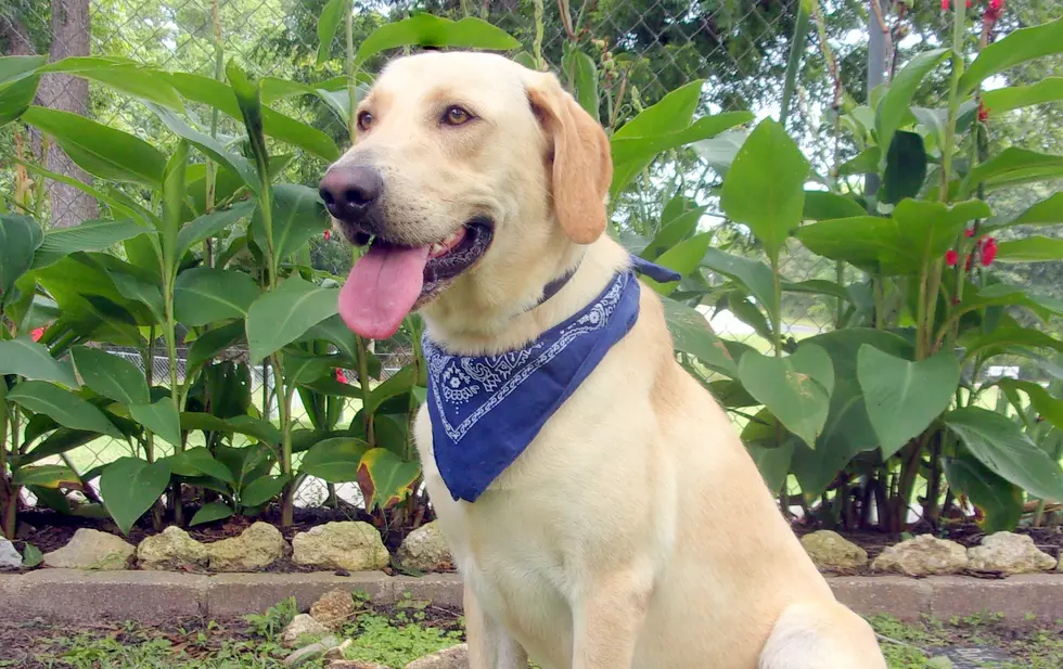 Meet Rufus, a Yellow Lab, Looking for a Home