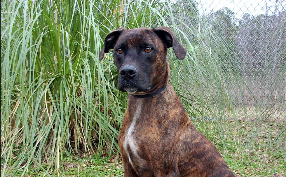 Looking for a Large Lap Dog? Meet Smiley