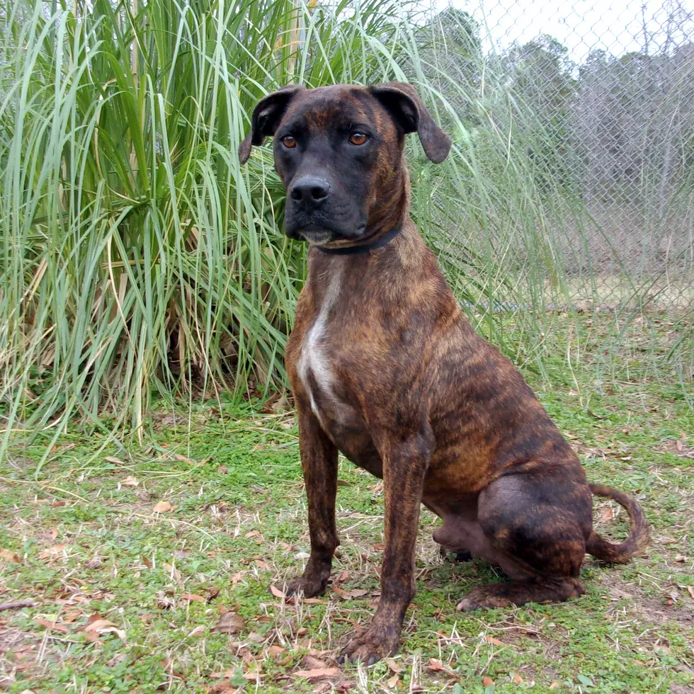 Looking for a Large Lap Dog? Meet Smiley