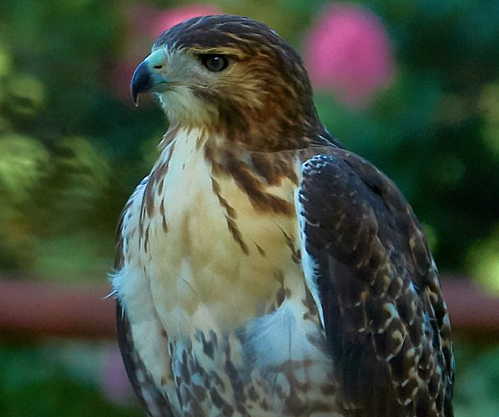 Catch a Glimpse of Hawks Tomorrow at Tyler State Park