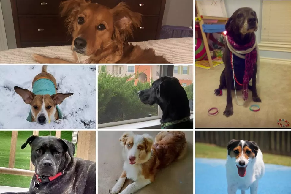 37 Rescue Dogs Of East Texas