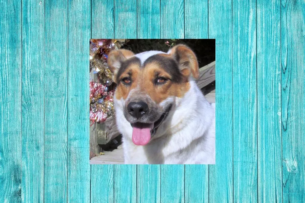 Duke, The American Blue Heeler, Is Our Pet Of The Week