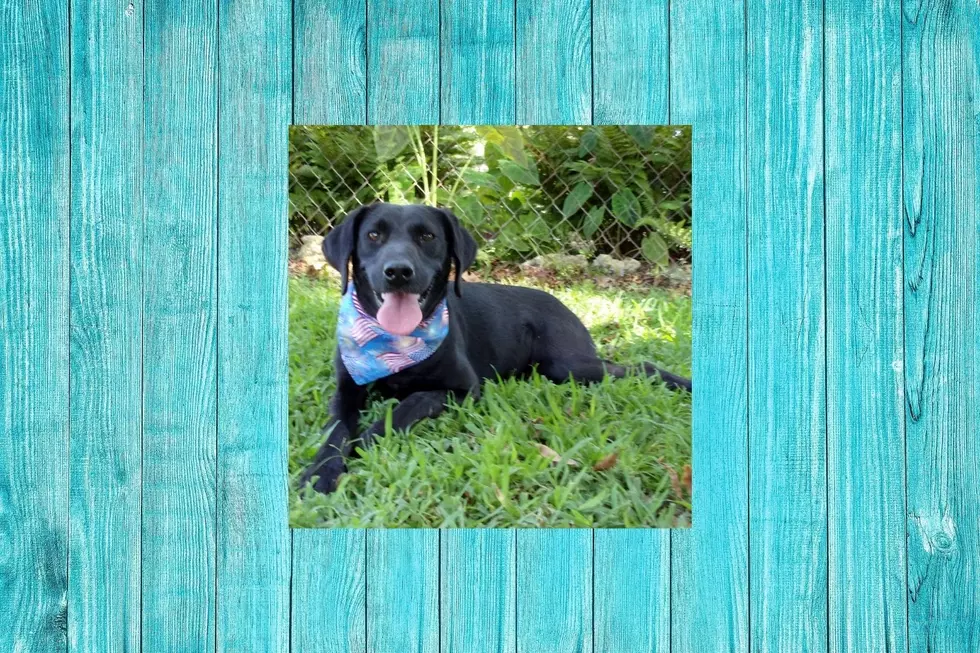 America’s Favorite Dog Breed Mix Is Ready For Adoption At Pets Fur People