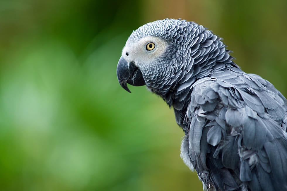 Foul Beaked Parrots Removed From A U.K. Wildlilfe Park