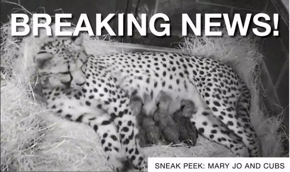 Tyler's Caldwell Zoo Announces Birth Of Cheetah Cubs