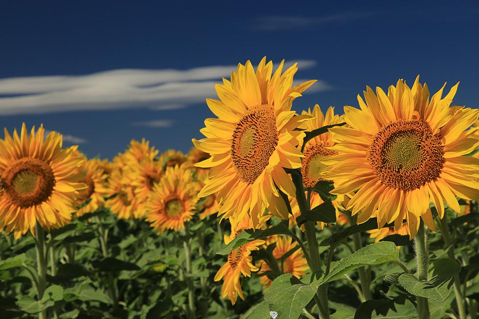Visit A 10 Acre Sunflower Field In San Antonio