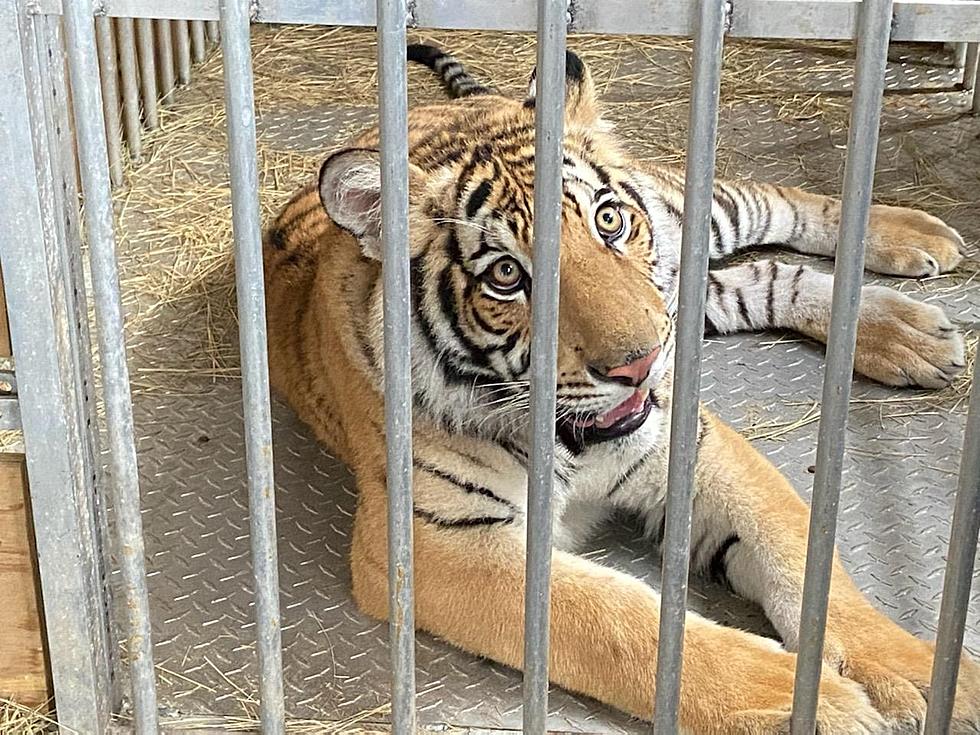 Houston&#8217;s Roaming Bengal Tiger Ends Up In Murchison Animal Sanctuary