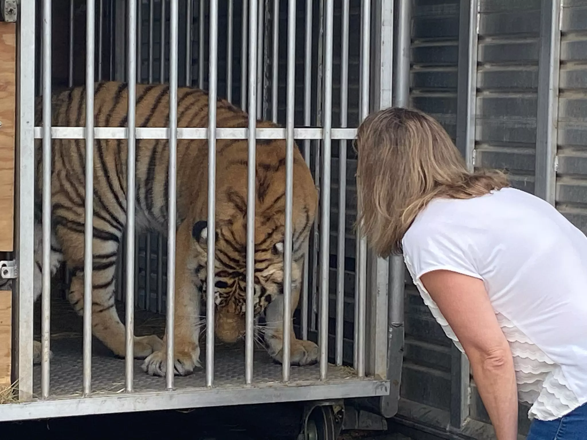 Houston's Roaming Bengal Tiger Ends Up In Murchison Animal Sanctu