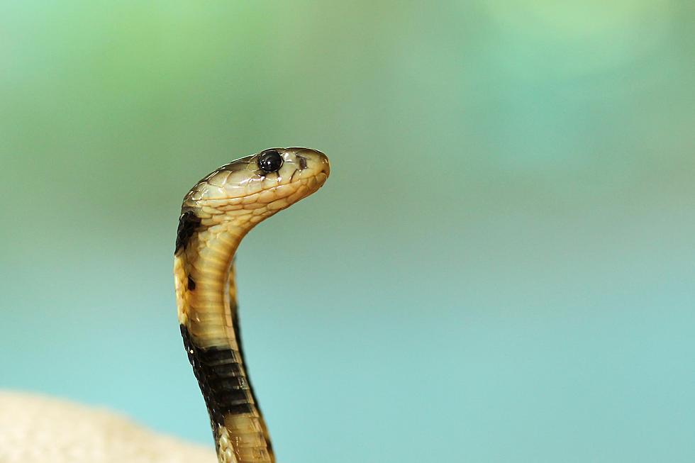 Aggressive, Venomous Snake On The Loose In A Grand Prairie Neighborhood