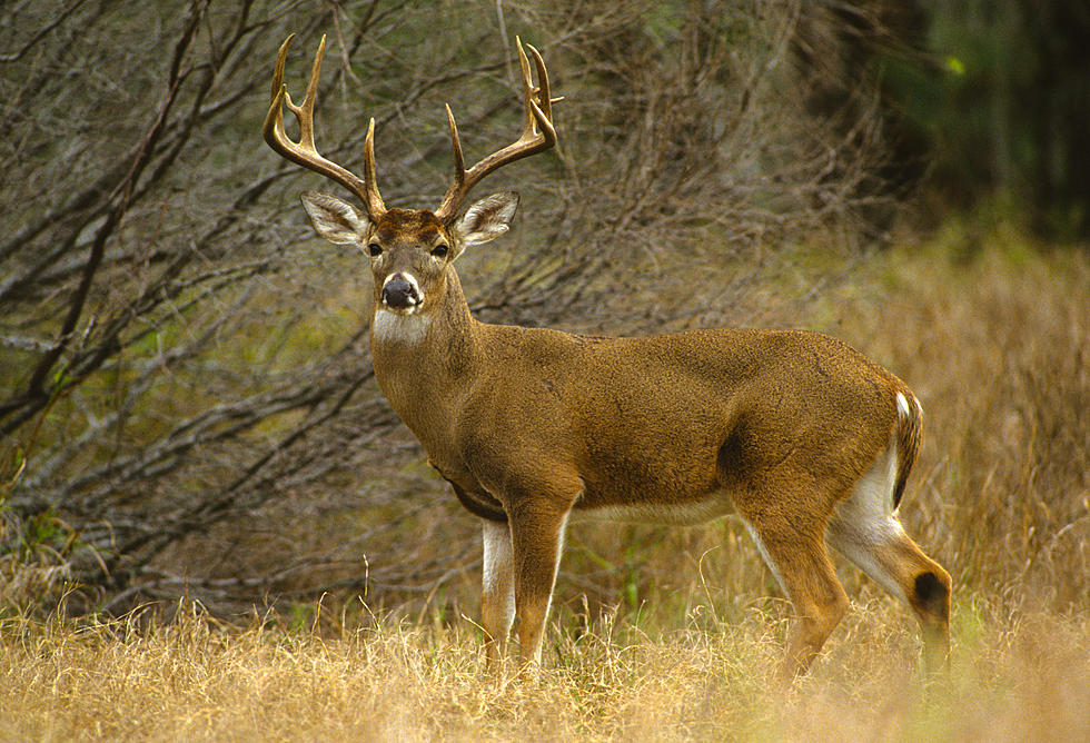 East Texas Deer Hunters Need To Be Leary Of Deer Carrying Coronavirus