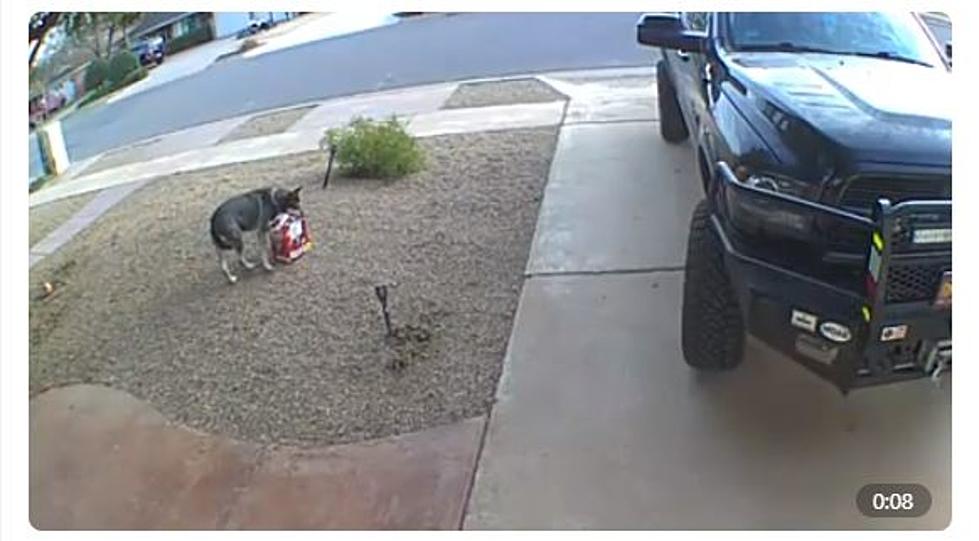 Pooch Pirate Steals 10 Pound Box Of Treats From A Lubbock, Texas Front Porch