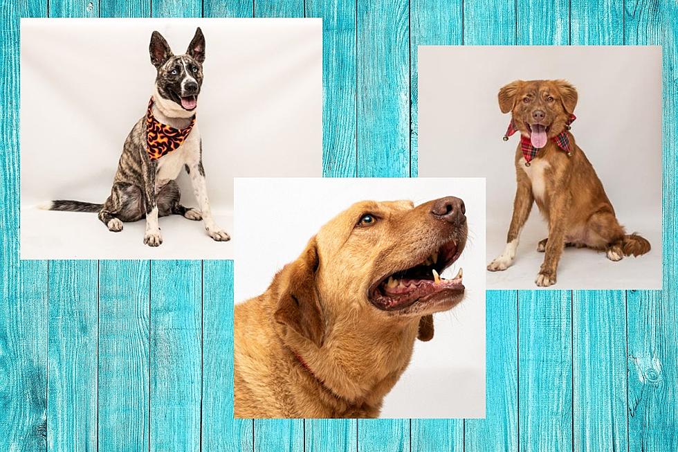Betty White Would Approve Of You Adopting These East Texas Rescue Dogs