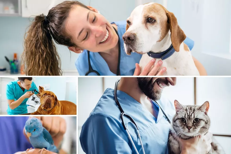 Who Is The Best Vet In Tyler, Texas?  Residents Respond With These Vets